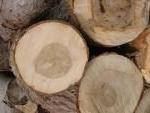 Caracteristicas de las maderas blandas